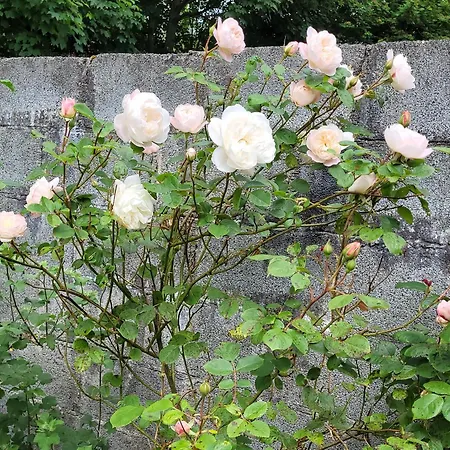Ballure House * 斯莱戈