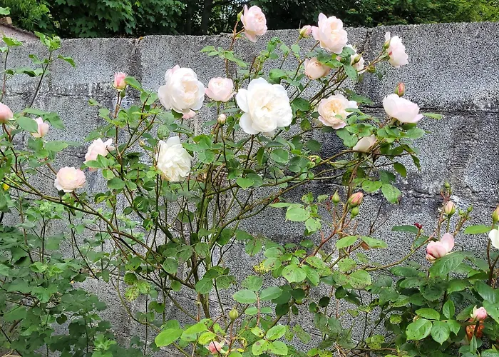 Ballure House * スライゴ